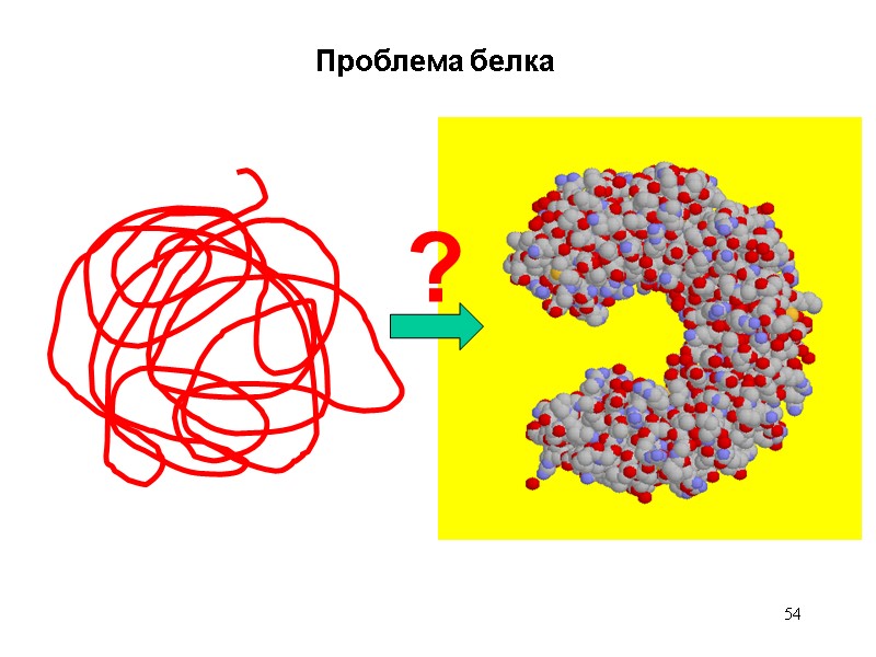 54 Проблема белка ?